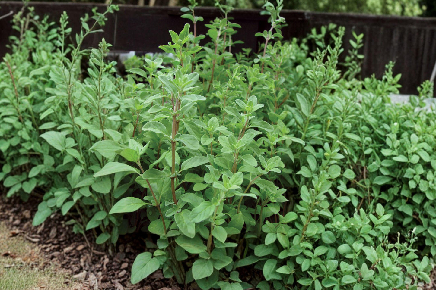 Sweet Marjoram Herb Seeds, Non-GMO, Culinary & Pollinator Friendly, Origanum majorana, Mediterranean Kitchen Garden