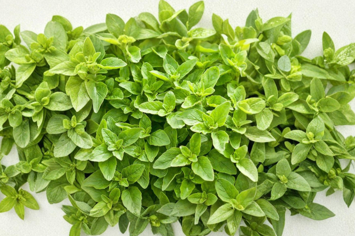 Greek Oregano Seeds – Aromatic Culinary Herb, Butterfly Friendly, Non-GMO, Mediterranean Herb, Pollinator Attractant
