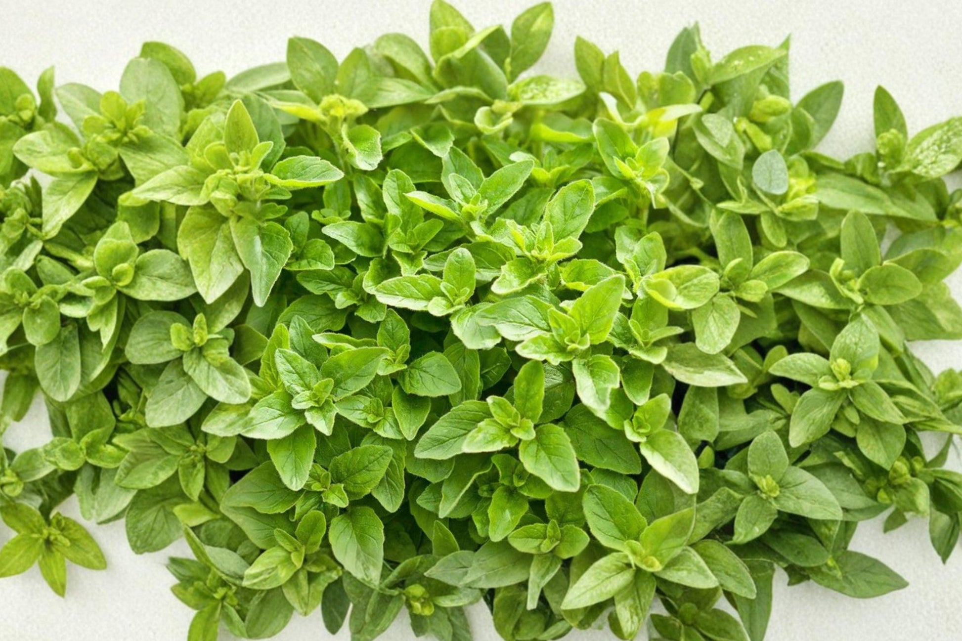 Greek Oregano Seeds – Aromatic Culinary Herb, Butterfly Friendly, Non-GMO, Mediterranean Herb, Pollinator Attractant