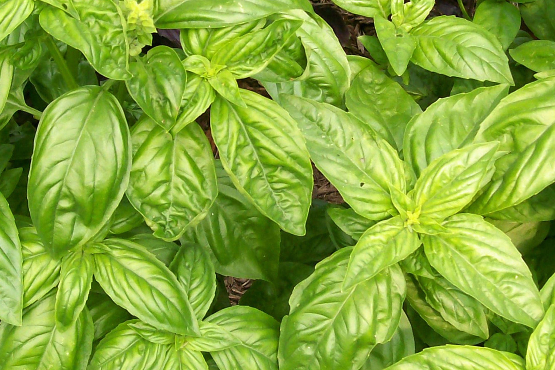 Genovese Basil Seeds – Heirloom Italian Culinary Herb for Pesto, Pasta, Salads – Non-GMO, Aromatic, Easy to Grow