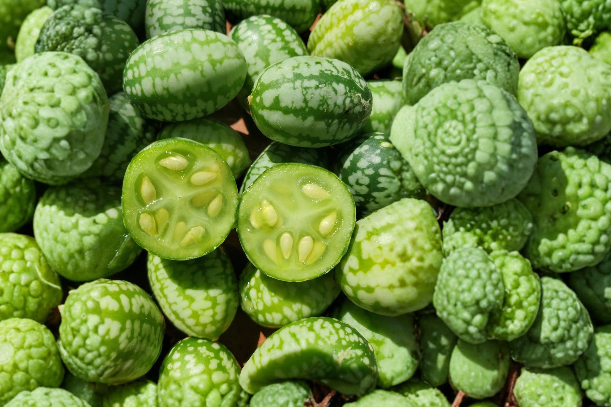 Mouse Melon Seeds, Cucamelon, Mexican Sour Gherkin, Mini Cucumber Vine, Non-GMO, Climbing Plant for Containers & Gardens