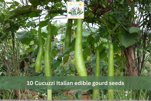 10 Cucuzzi Italian Edible Gourd Seeds – Long Bottle Gourd Vegetable Seeds for Trellis & Garden | Lagenaria siceraria