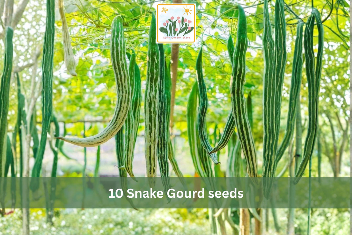 Snake Gourd Seeds – 10 Lagenaria siceraria Vining Vegetable Seeds for Trellis & Vertical Gardens