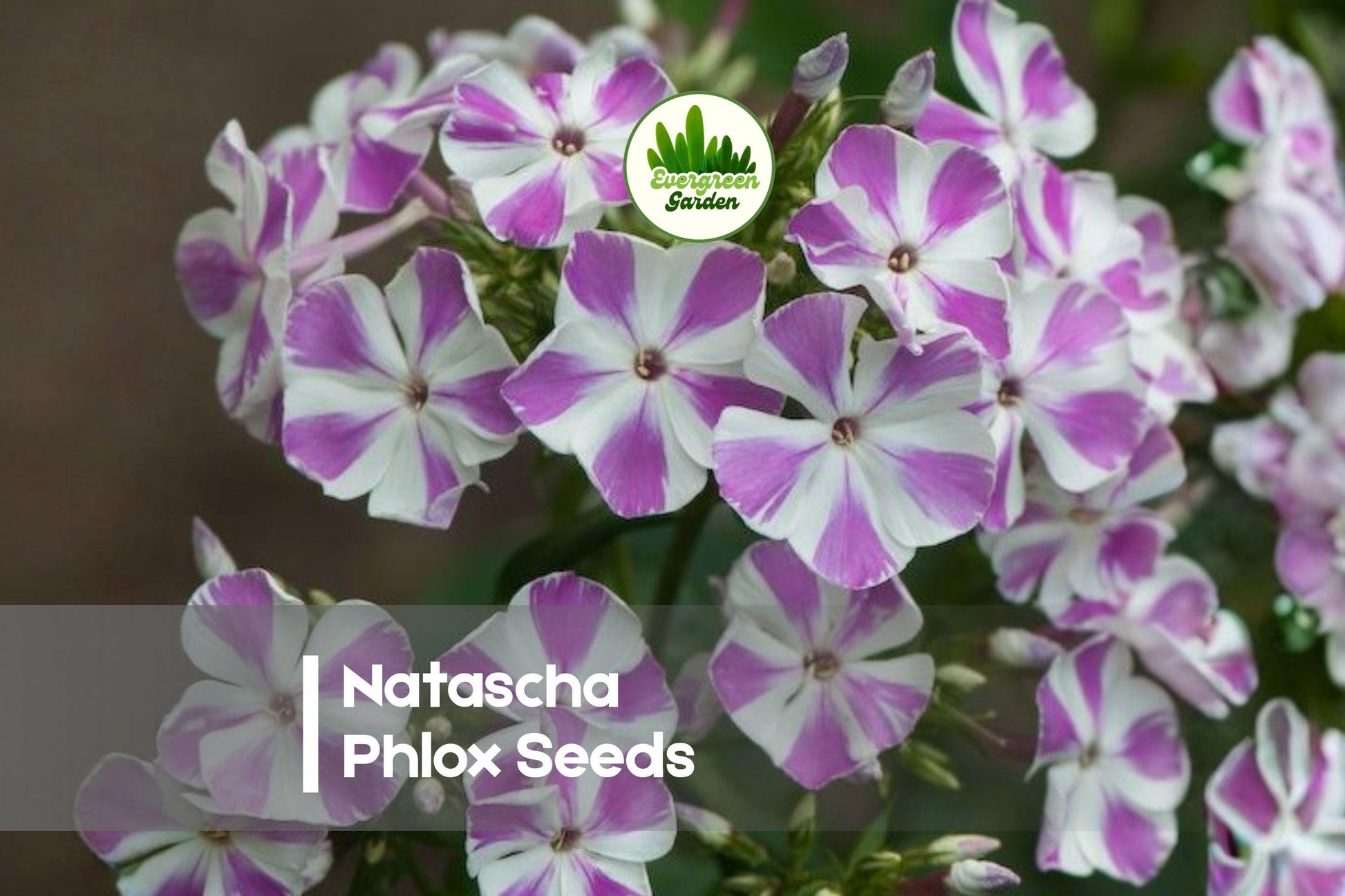 100 Natascha Phlox Seeds - Pink & White Striped Perennial Flower for Borders, Pollinator Gardens, Phlox paniculata