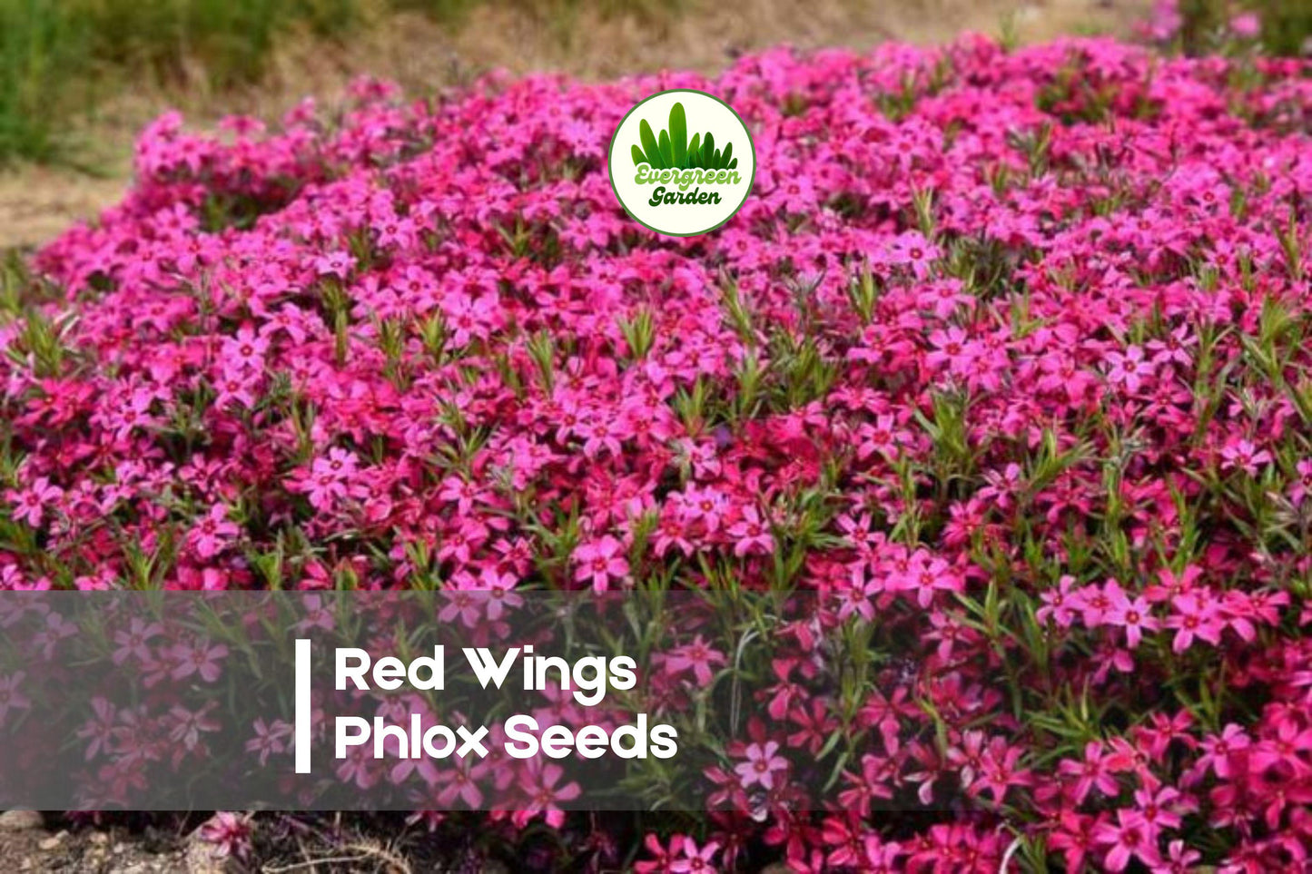 Red Wings Phlox Seeds – Groundcover Perennial, Deep Pink Blooms, Phlox subulata, Pollinator-Friendly, Spring to Summer
