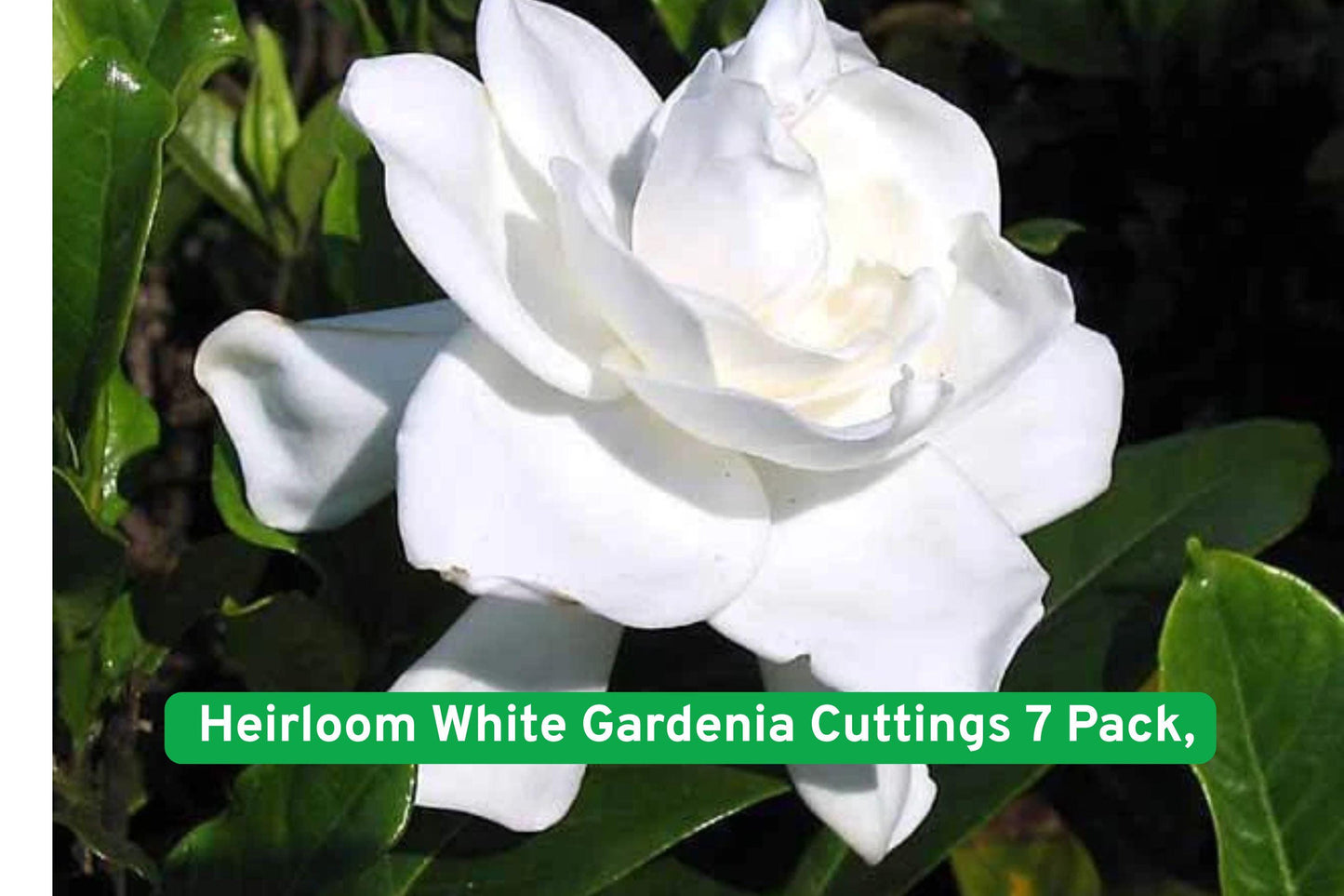gardenia cuttings, white flowering shrub, fragrant garden plant, heirloom gardenia, evergreen gardenia, patio garden shrub, gardenia propagation, white flower cuttings, scented garden plant, landscape border shrub, Cape Jasmine plant, gardenia garden decor, flowering shrub for yard