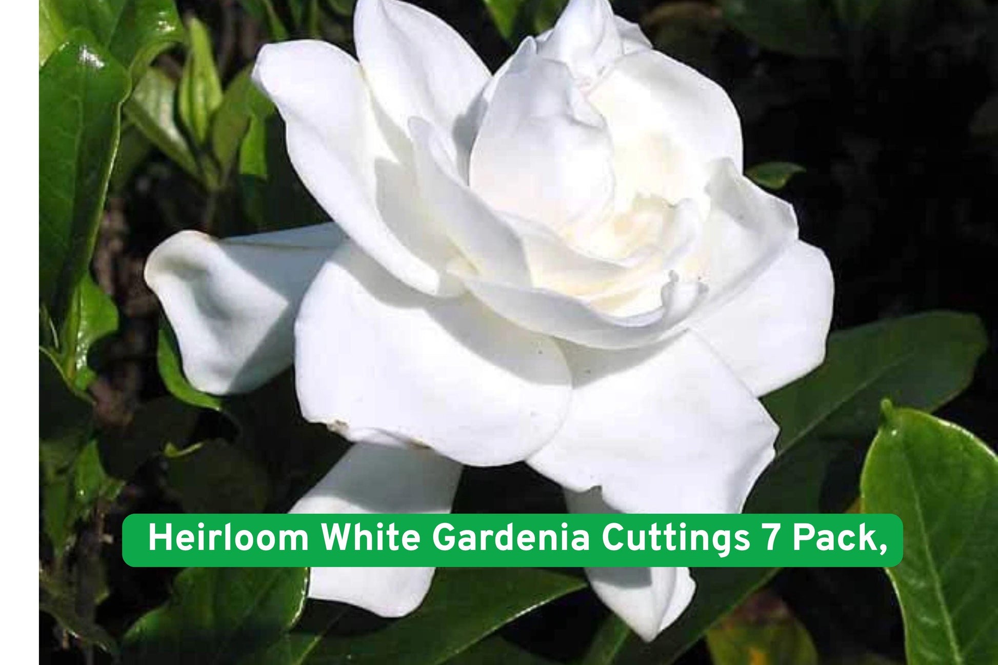 gardenia cuttings, white flowering shrub, fragrant garden plant, heirloom gardenia, evergreen gardenia, patio garden shrub, gardenia propagation, white flower cuttings, scented garden plant, landscape border shrub, Cape Jasmine plant, gardenia garden decor, flowering shrub for yard