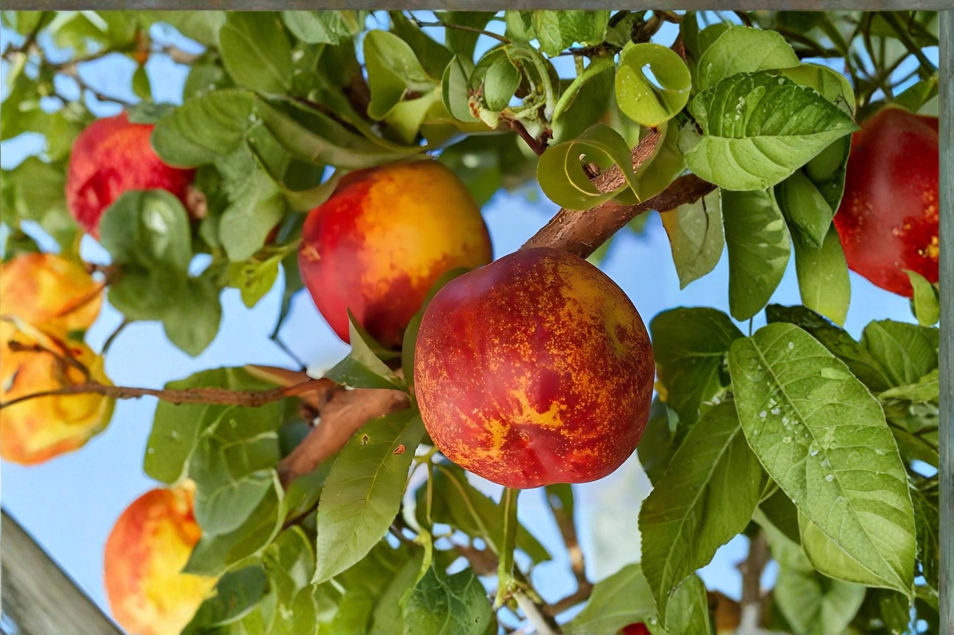 Mericrest Nectarine Tree – Bare Root 2 ft Prunus persica var. nucipersica Fruit Tree for Backyard Garden