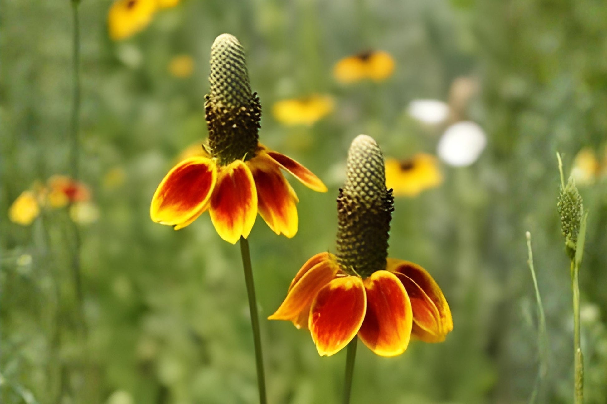 Mexican Hat Seeds 250 | Prairie Coneflower Ratibida columnifera var. pulchra Native Wildflower Drought-Tolerant Pollinator Plant