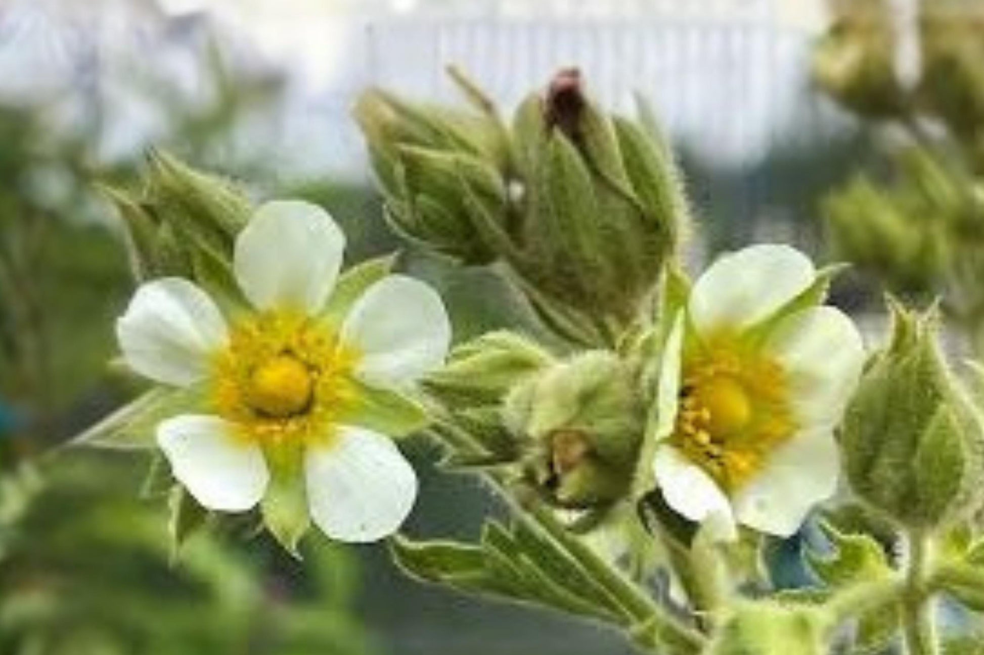 Prairie Cinquefoil Seeds 100 Pack | Native Wildflower, Drought Tolerant, Easy to Grow | Drymocallis arguta