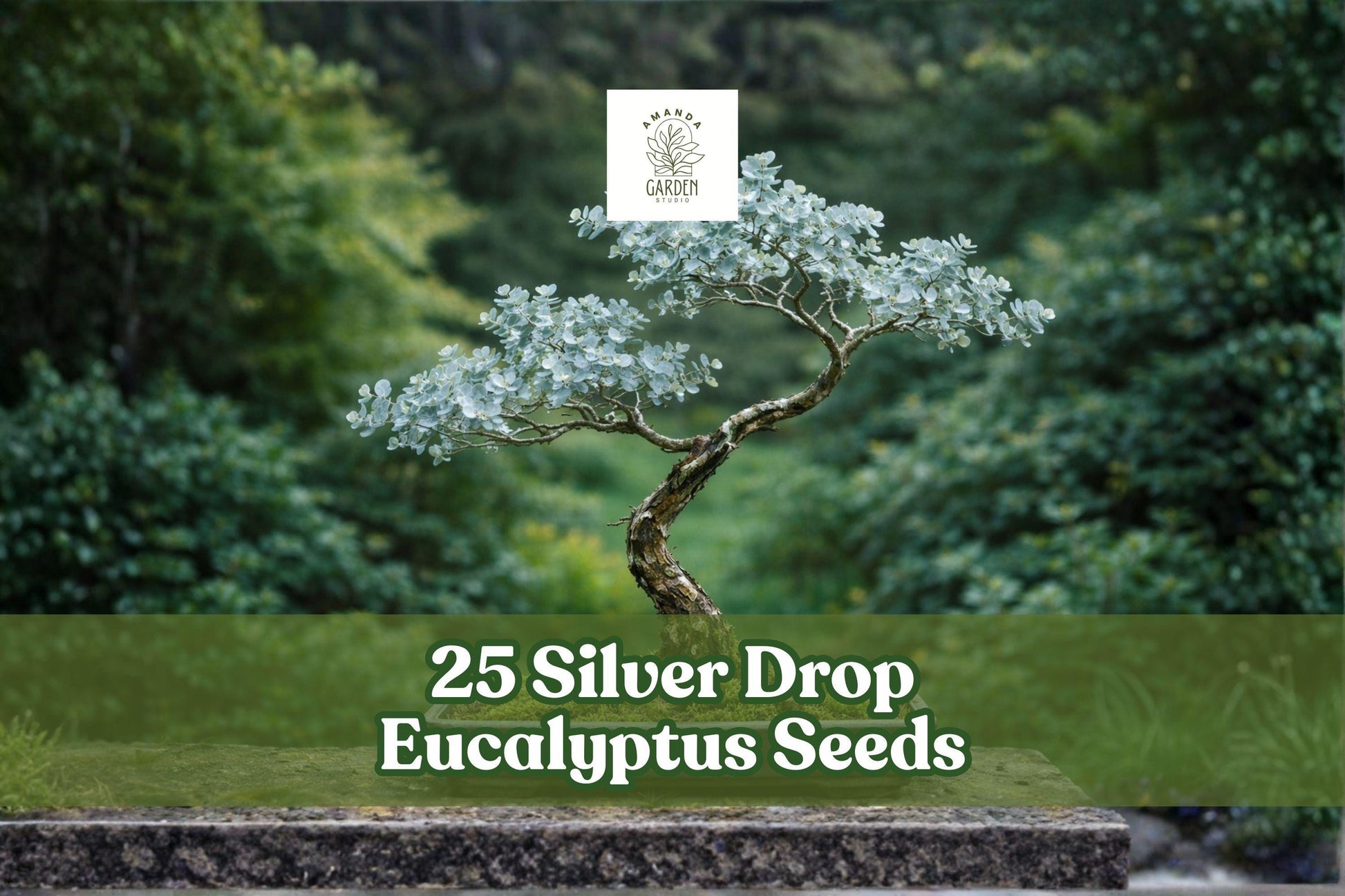 25 Silver Drop Eucalyptus Seeds – Bonsai Tree Seeds, Evergreen Ornamental, Fragrant Silver Blue Foliage, Eucalyptus gunnii