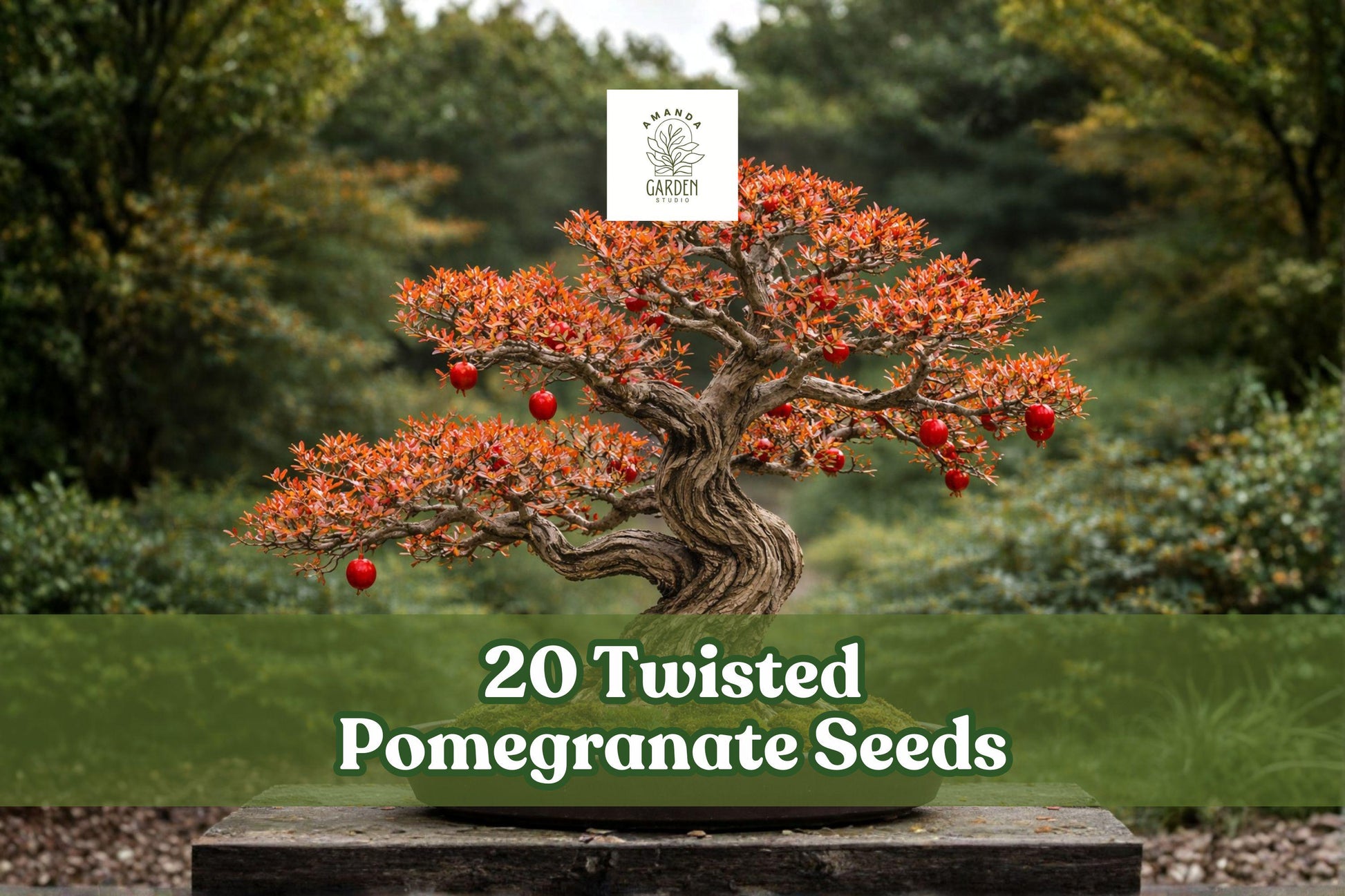 Twisted Pomegranate Seeds – Bonsai Fruit Tree, Punica granatum, Decorative, Full Sun, Garden & Container Plant