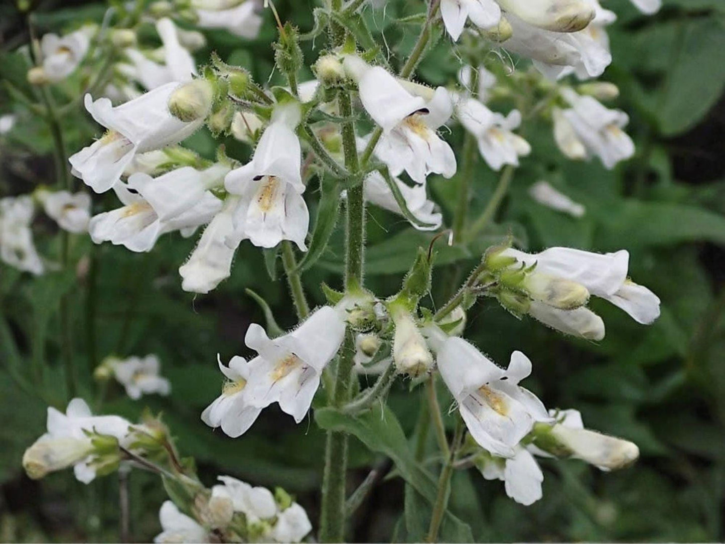 Pale Beardtongue Seeds – Heirloom Non-GMO Wildflower for Native Pollinator Gardens – Penstemon pallidus