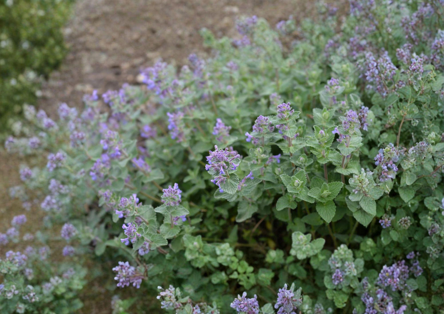 Catnip Seeds, Heirloom Non-GMO, Aromatic Herb, Pollinator-Friendly, Nepeta cataria, Garden Planting, Perennial Herb
