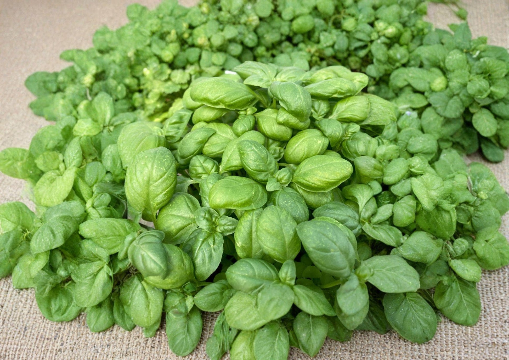 Genovese Basil Seeds, Heirloom Non-GMO, Aromatic Culinary Herb, Italian Sweet Basil, Pesto & Salad Herb, Ocimum basilicum