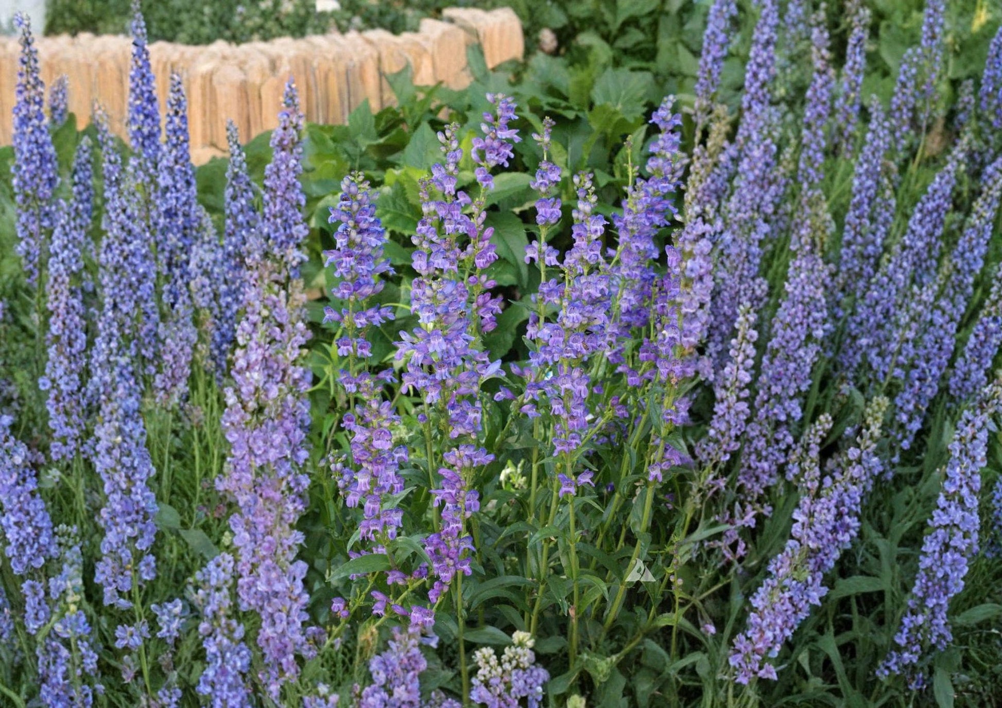 Penstemon Strictus Seeds, Native Rocky Mountain Wildflower, Drought-Tolerant Perennial, Purple Bloom, Landscaping & Garden Plant