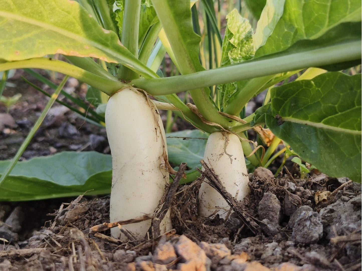 Minowase Daikon Radish Seeds – 100 Count, Japanese White Radish, Raphanus sativus, Long Crisp Roots for Cooking & Pickling