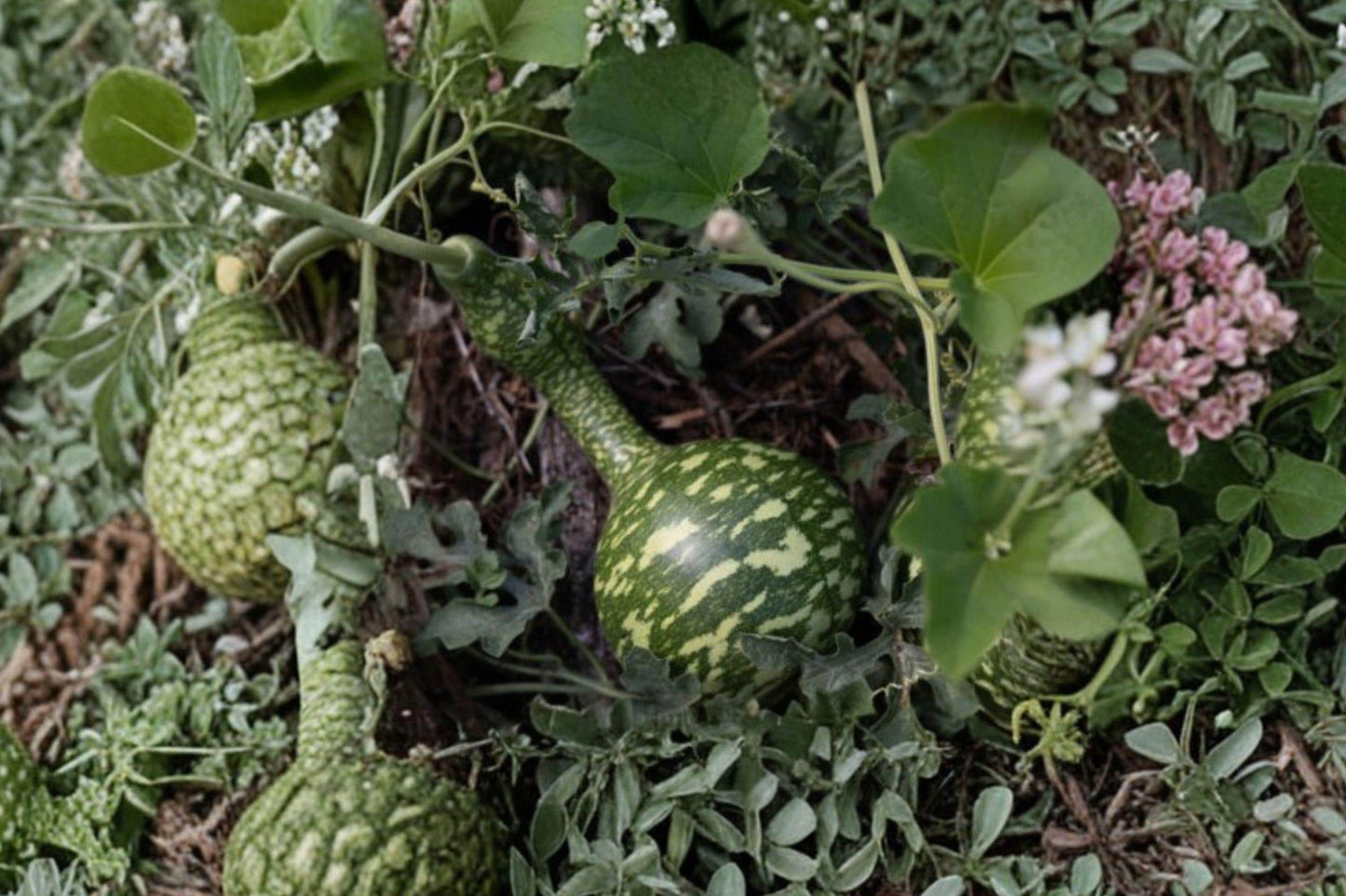 Speckled Swan Gourd Seeds - Ornamental Climbing Vine for Crafts and Decorations - Heirloom Non-GMO Plant