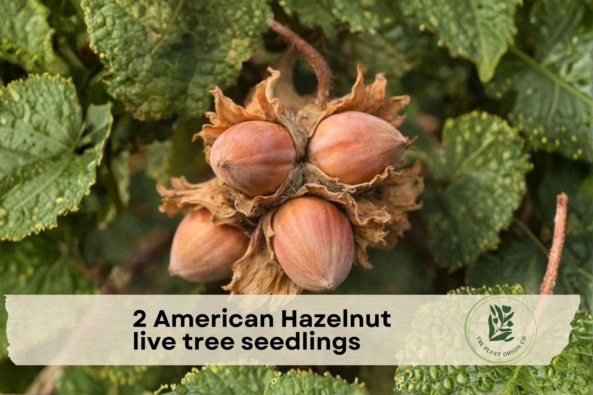 American Hazelnut Tree Seedlings – Native Corylus americana Nut Trees for Landscaping & Garden Planting (2 Pack)