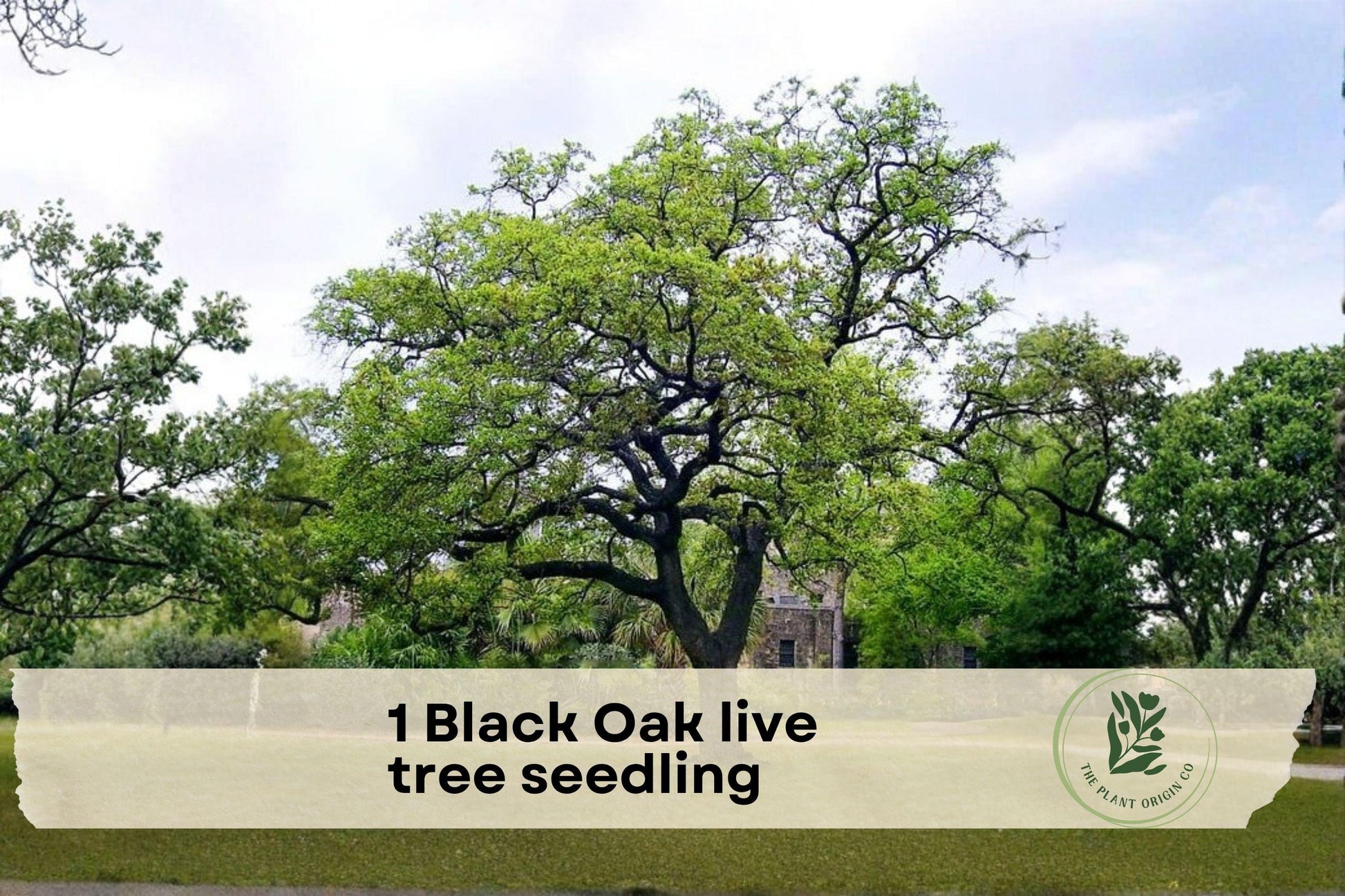 Black Oak Live Tree Seedling, Native Quercus velutina, Hardy Outdoor Plant for Landscaping and Gardens