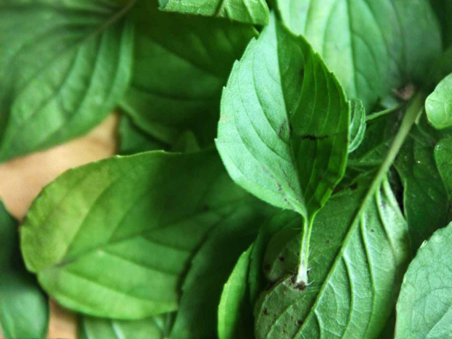 Lemon Basil Seeds - Heirloom Non-GMO Herb Garden Seeds for Culinary Use (75 Seeds)