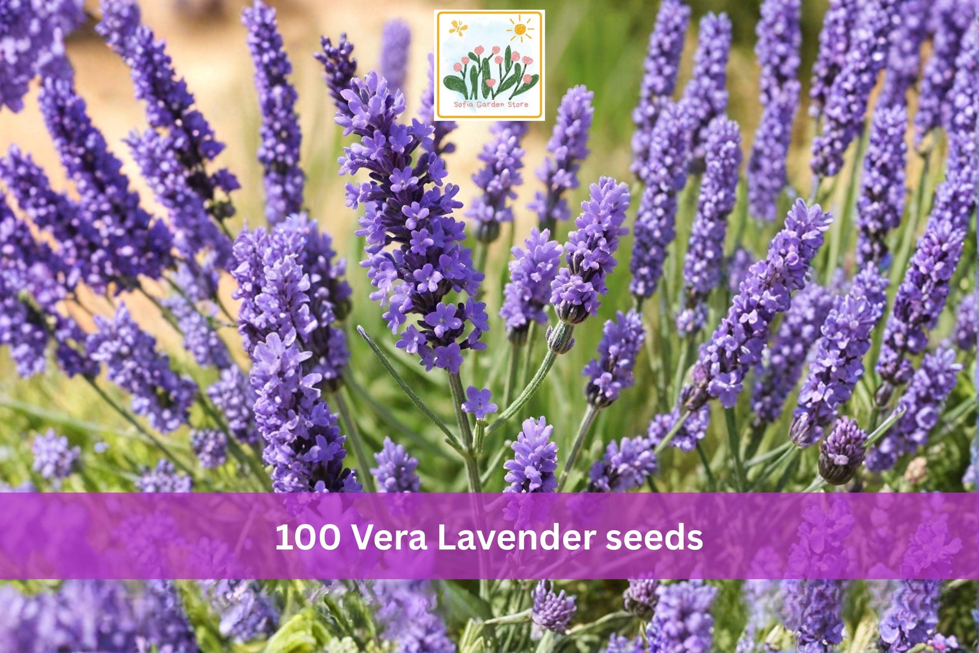 Vera Lavender Seeds – 100 Lavandula angustifolia English Lavender Herb Garden, Fragrant Purple Flowers, Drought Tolerant, Perennial