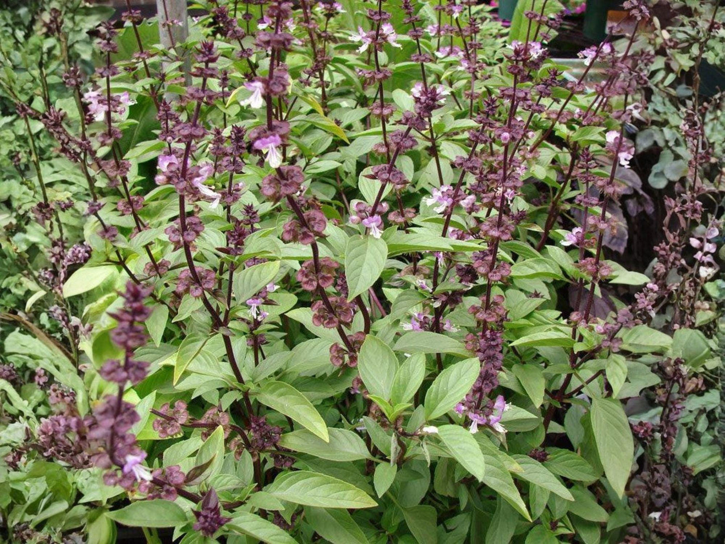 Thai Basil Seeds - Heirloom Non-GMO Herb Garden Seeds for Culinary Use - Ocimum basilicum