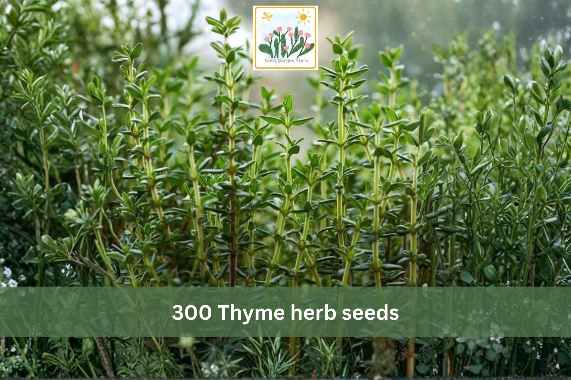 300 Thyme Herb Seeds – Common Thyme Perennial, Thymus vulgaris, Aromatic, Low-Growing, Container & Garden Bed Seeds