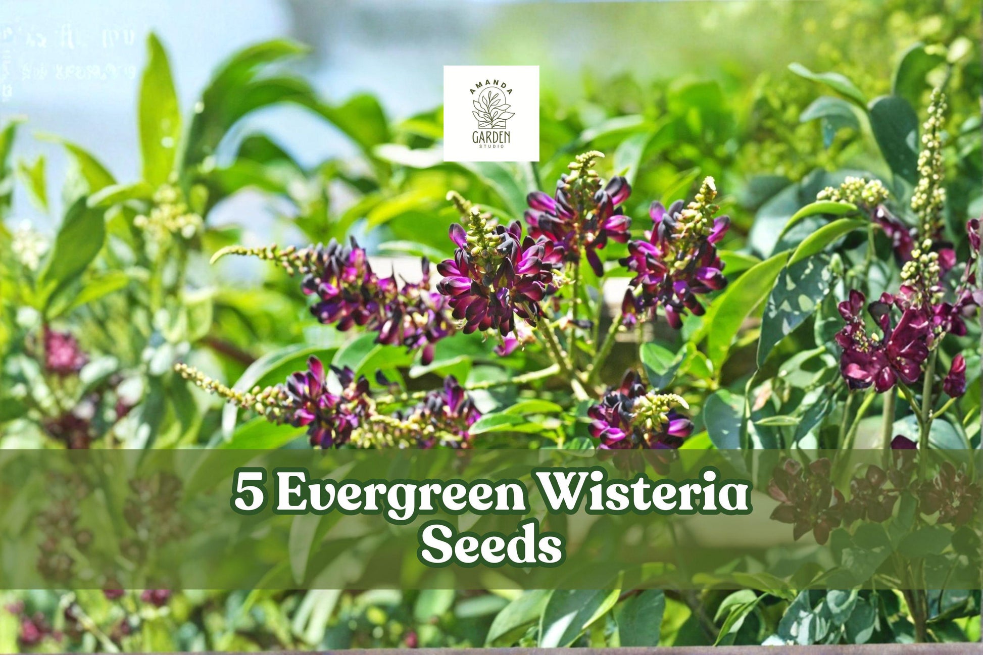 Evergreen Wisteria Seeds – Pink & White Climbing Vine, Perennial Flowering Plant, Wisteria spp.