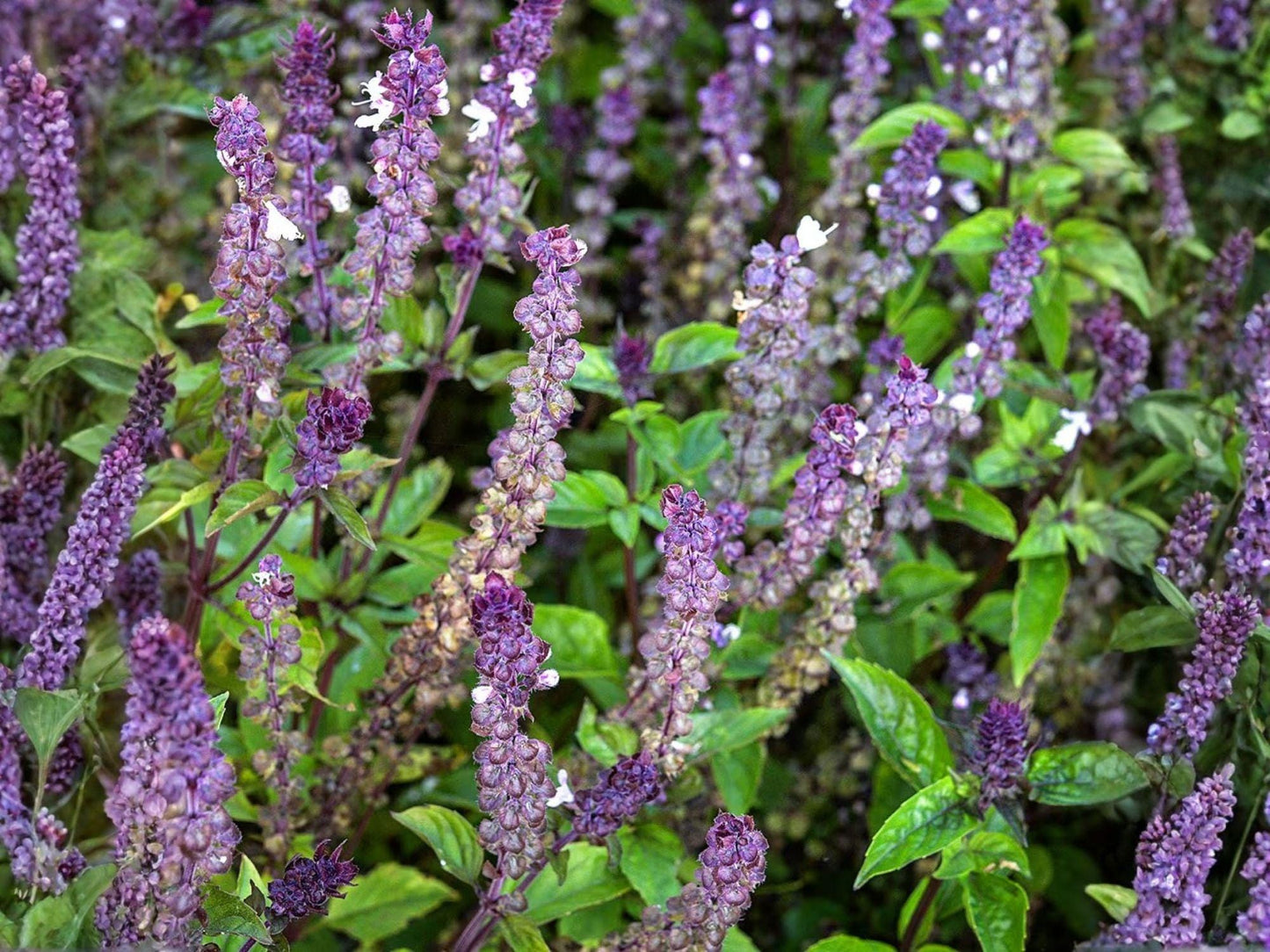 Cinnamon Basil Seeds - Heirloom, Non-GMO Herb Garden Planting - Ocimum basilicum