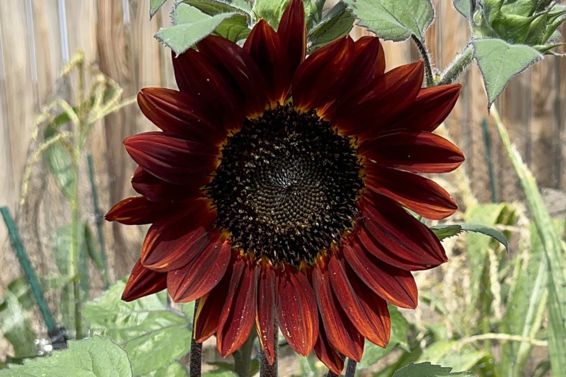 Red Sun Sunflower Seeds - Heirloom Non-GMO Ornamental Flower for Gardens, Borders, and Cut Flowers (50+ Seeds)