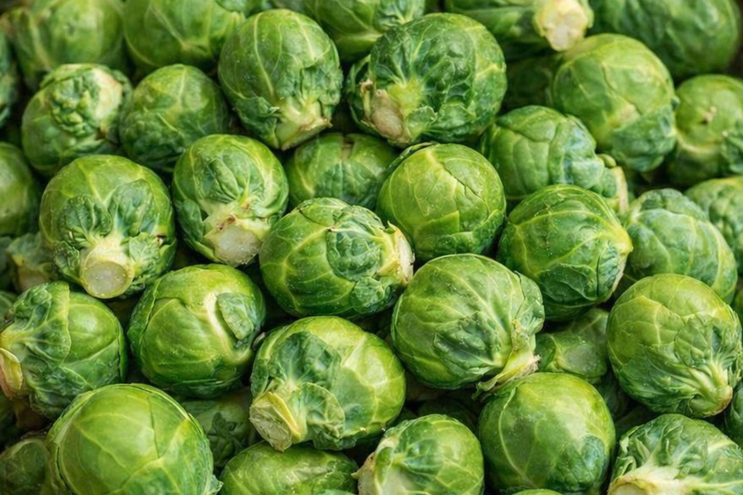 Catskill Brussels Sprouts Seeds - Heirloom Organic Cold-Hardy Garden Vegetable for Fall & Winter Harvest