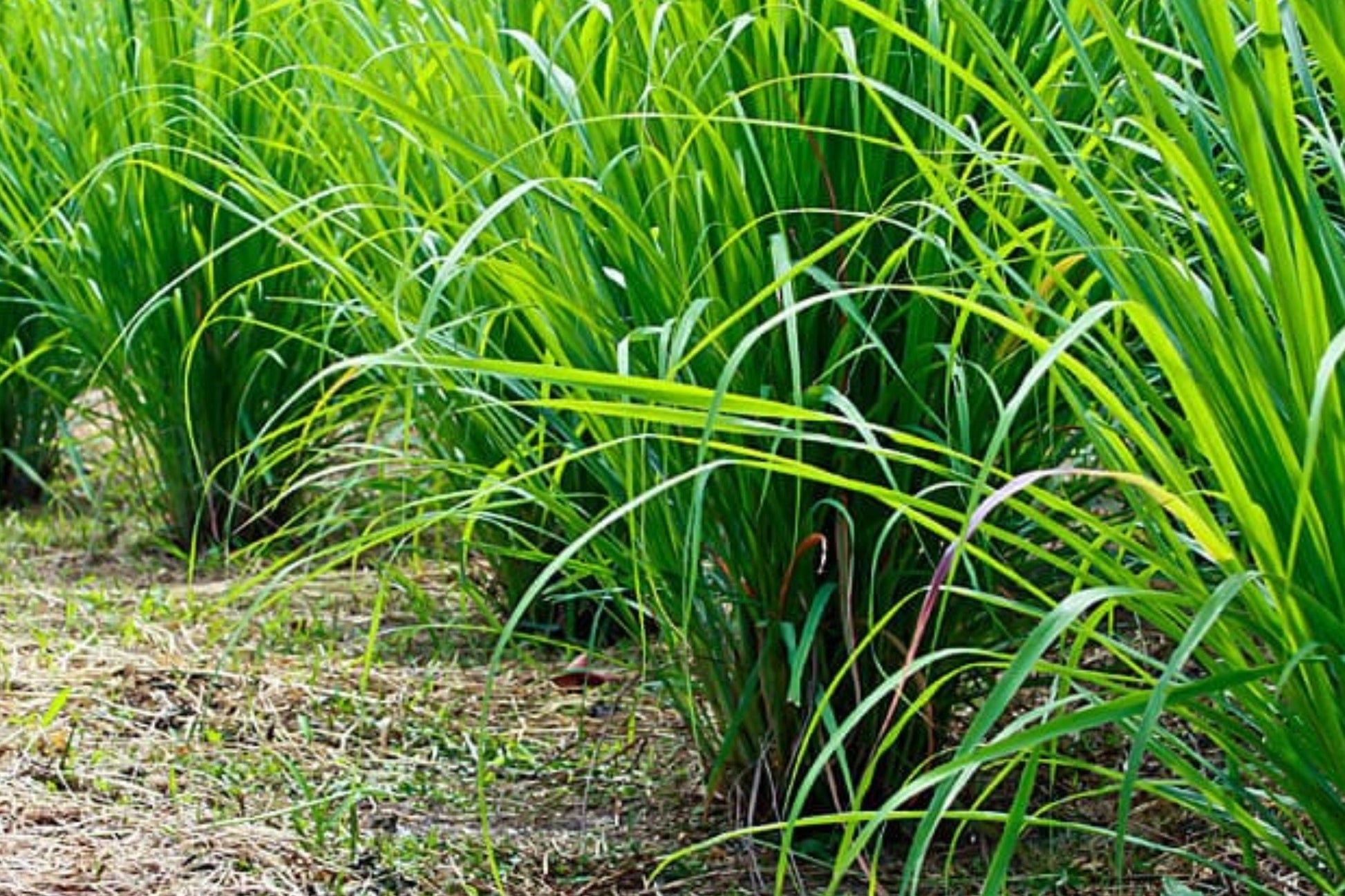 Lemongrass Seeds, Aromatic Culinary Herb for Garden Beds & Containers, Cymbopogon citratus, Fresh Lemon Fragrance