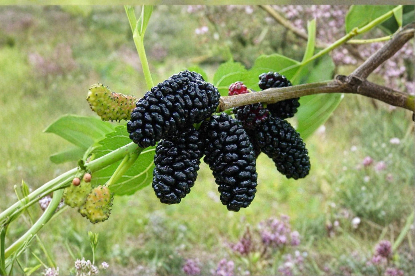 Black Mulberry Live Trees 1-2 ft Tall Morus nigra Fruit Tree for Gardens & Orchards