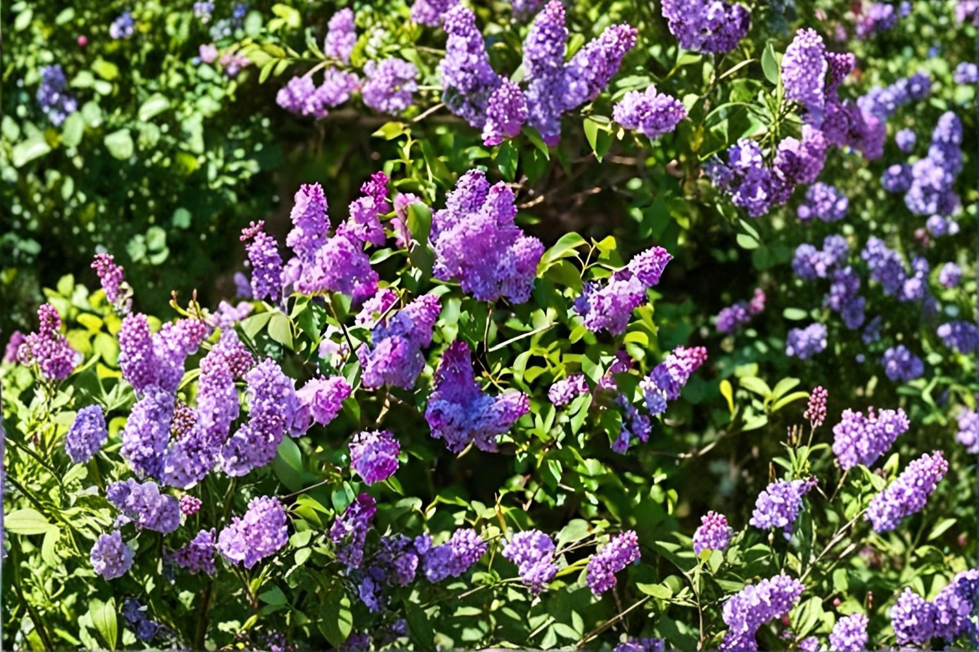 Old Fashioned Lilac Live Plants - 2 Bare Root Syringa vulgaris Purple Flowering Shrubs, 1 ft Tall