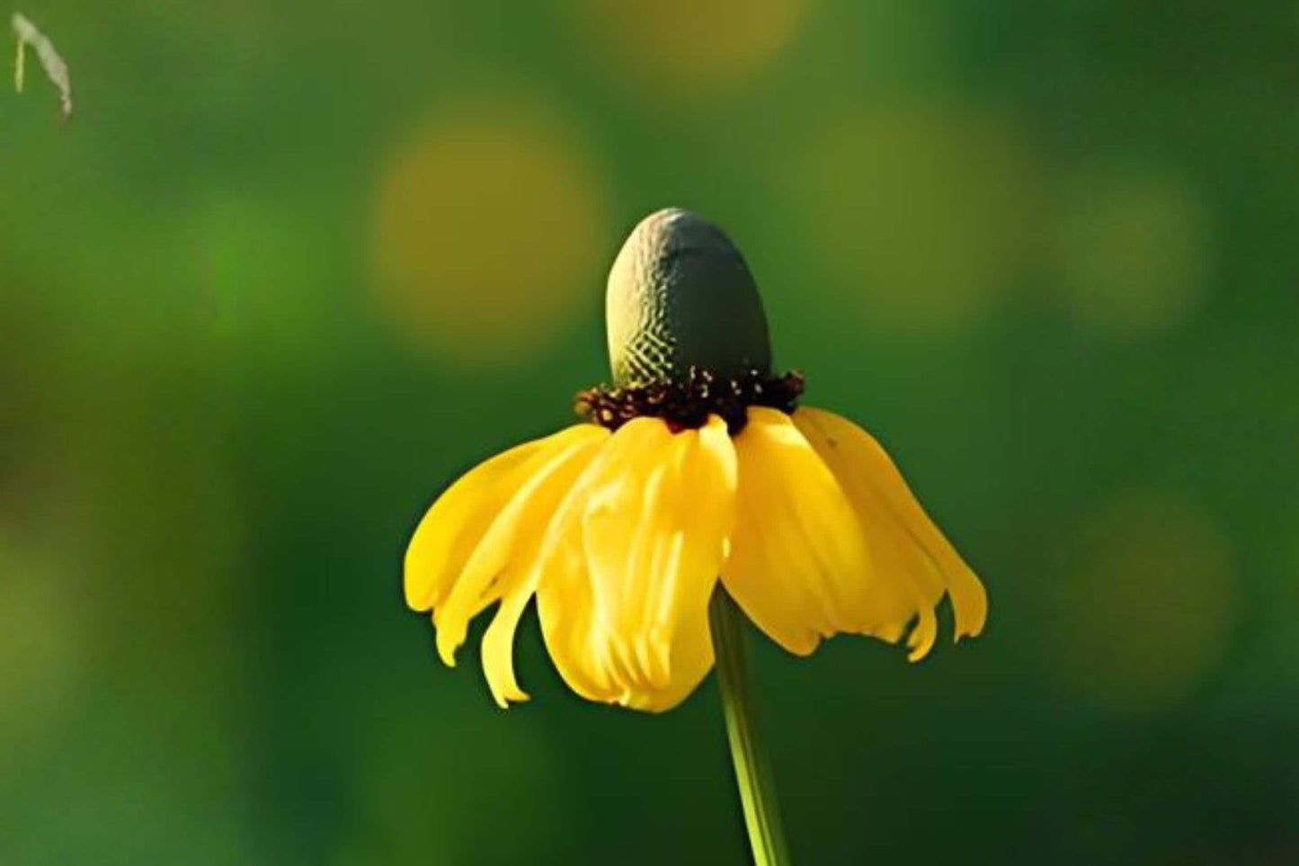 Clasping Coneflower Seeds (100) | Rudbeckia amplexicaulis Native Wildflower for Prairie Gardens & Pollinator Habitats