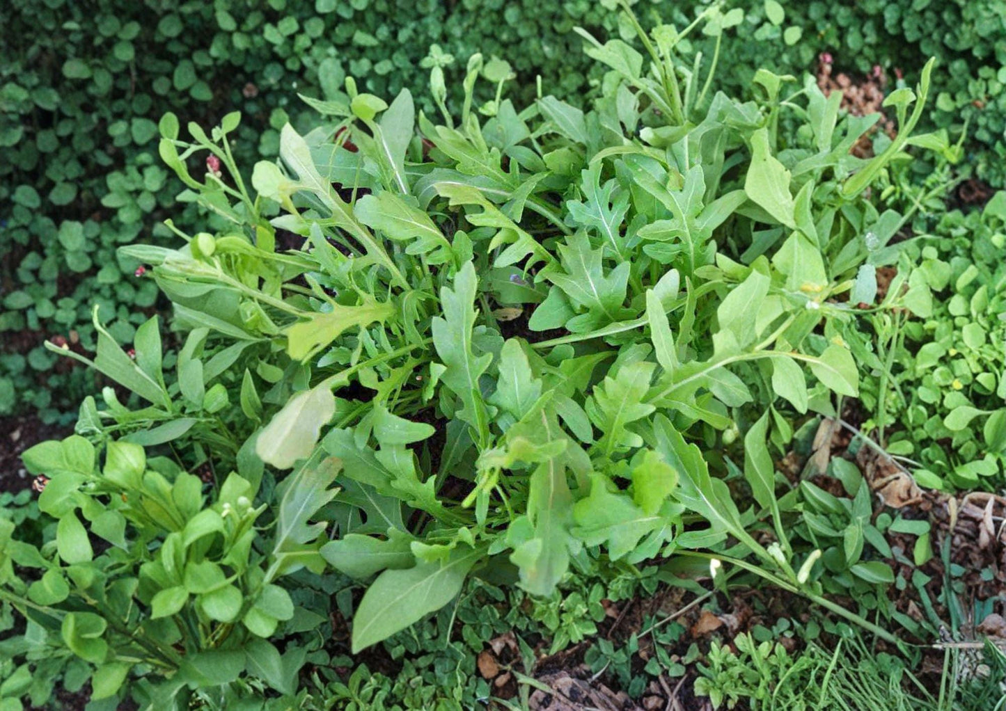 Rocket Arugula Seeds 1000+ Non-GMO Heirloom Eruca sativa Fast-Growing Leafy Green Salad Vegetable