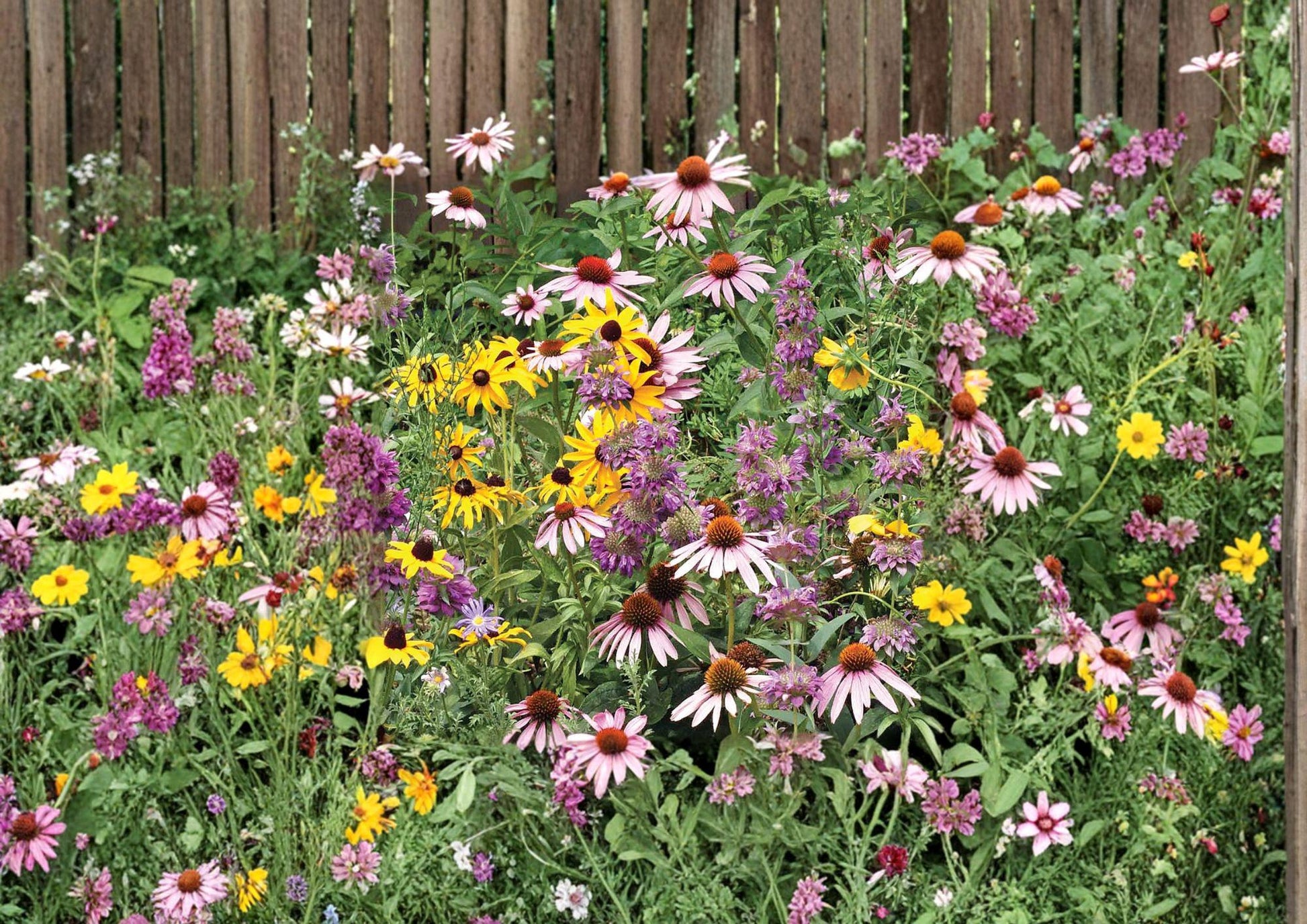 Purple Coneflower Seeds, Echinacea Purpurea, Pollinator-Friendly Wildflower, Non-GMO Heirloom, Perennial Garden Seeds