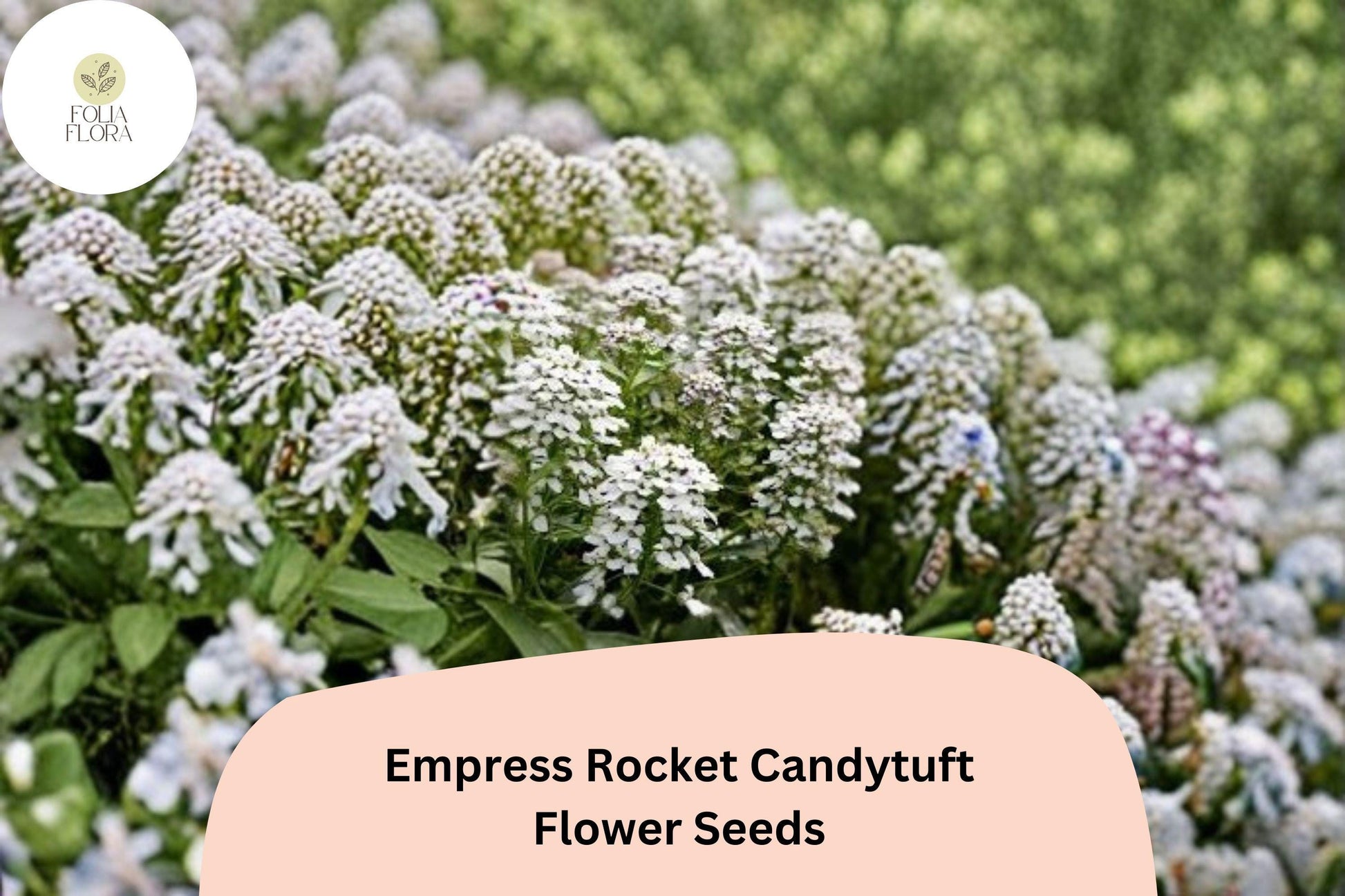 Empress Rocket Candytuft Seeds – White Annual Flower for Borders & Beds, Iberis amara, Easy to Grow