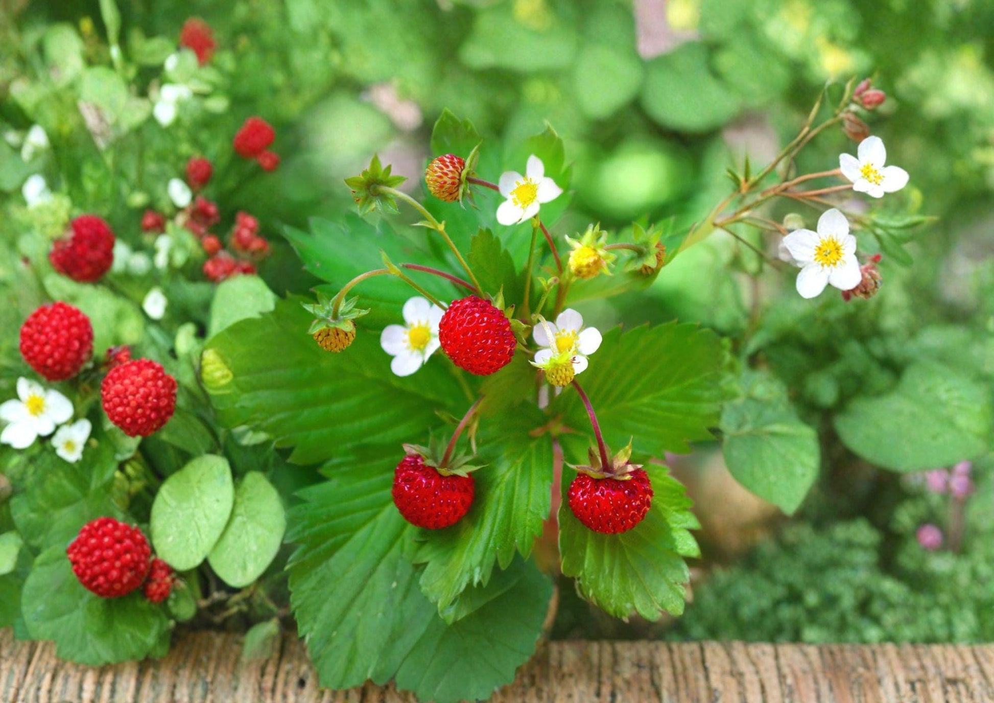 Wild Strawberry Seeds - Edible Ground Cover Plant with Sweet Berries - Fragaria vesca, Perennial Garden and Woodland Landscape