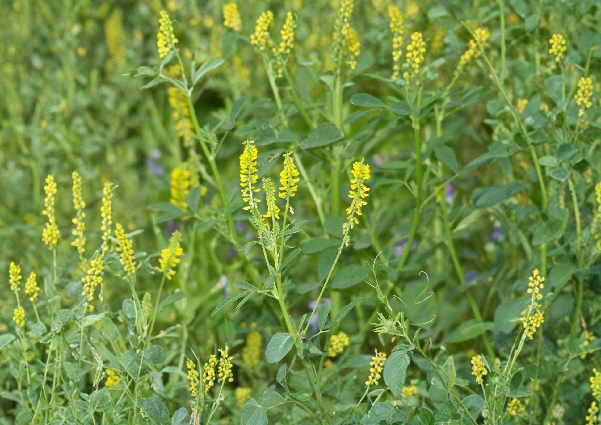 Sweet Clover Seeds, Non-GMO Melilotus Officinalis Cover Crop, Pollinator-Friendly, Soil-Improving, Heirloom Garden Seeds