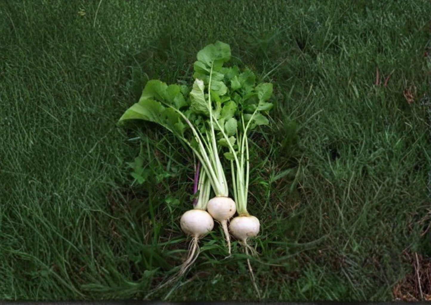 Seven Top Turnip Greens Seeds, Heirloom Brassica Rapa, Non-GMO Leafy Vegetable for Garden Greens, 600 Seeds