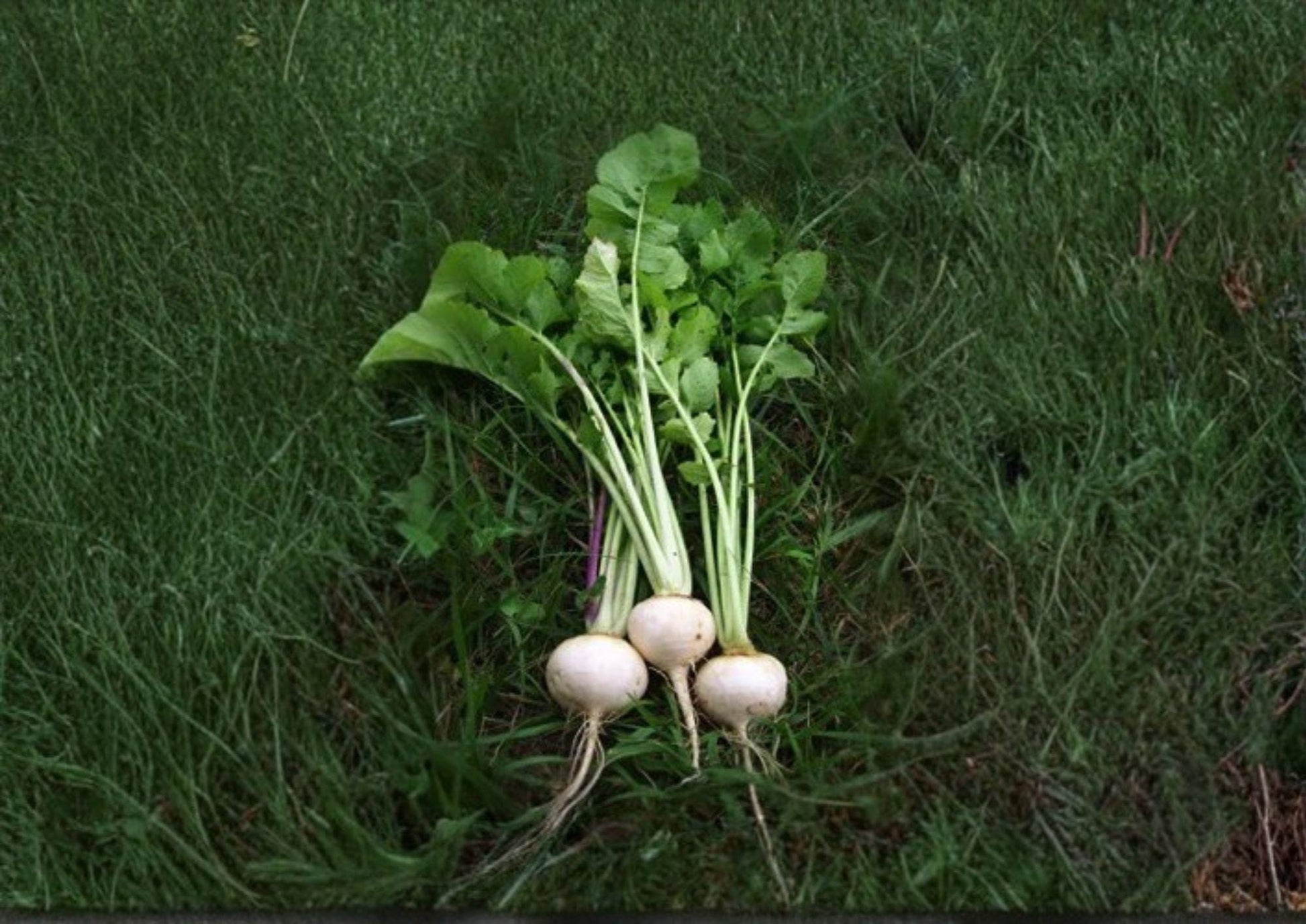 Seven Top Turnip Greens Seeds, Heirloom Brassica Rapa, Non-GMO Leafy Vegetable for Garden Greens, 600 Seeds