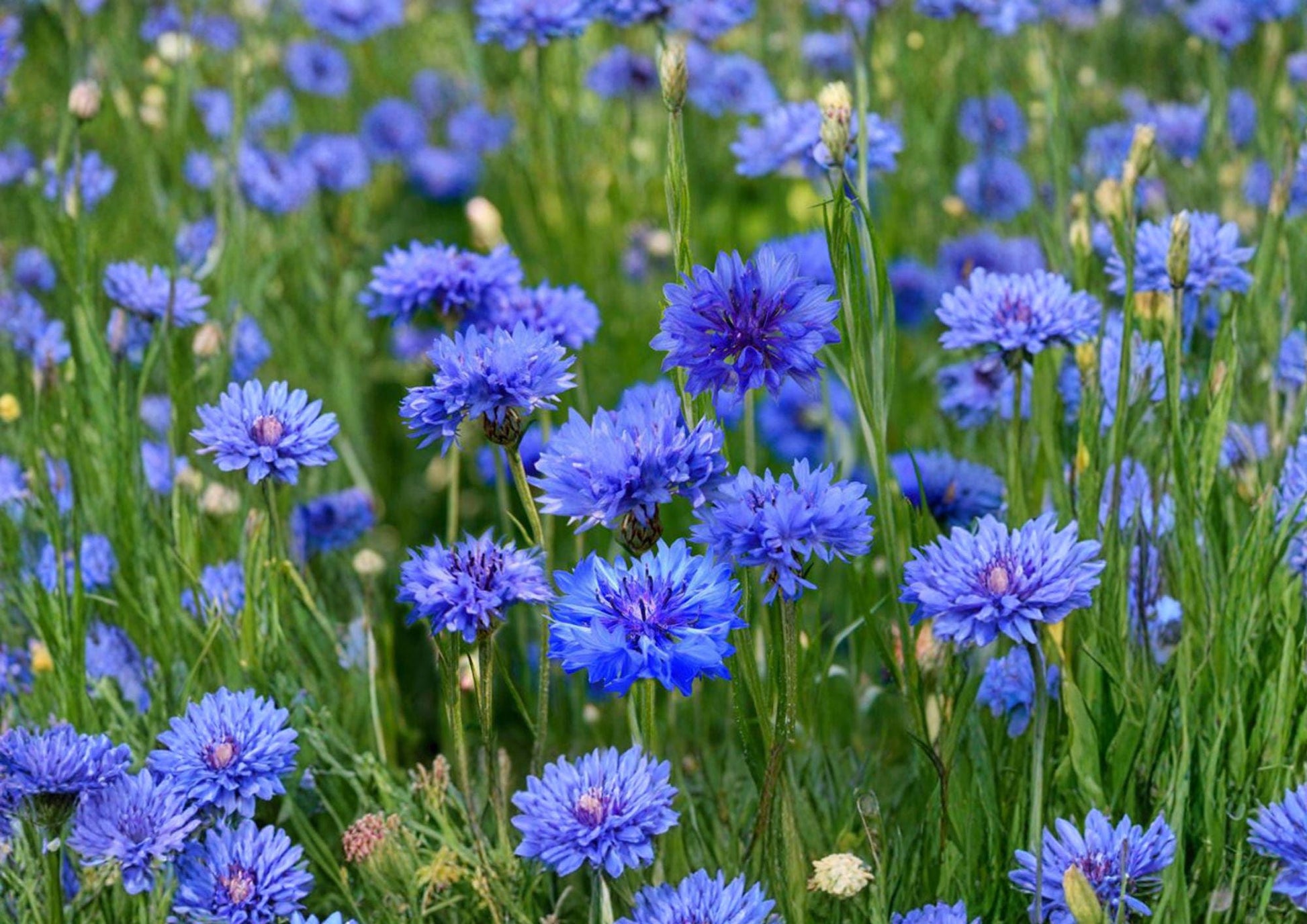 Cornflower Seeds 200 Pack - Blue Bachelor’s Button Wildflower for Gardens, Borders & Pollinators - Centaurea cyanus