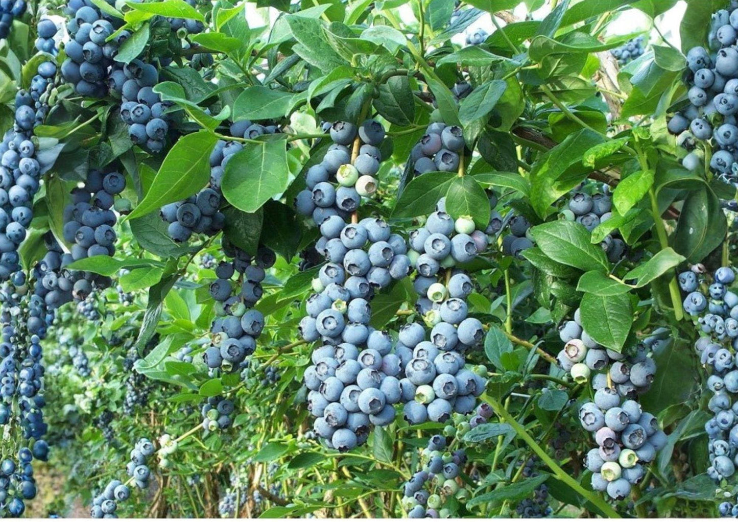 Blueberry Seeds Highbush Vaccinium corymbosum Non-GMO Heirloom Fruit Seeds for Garden Planting