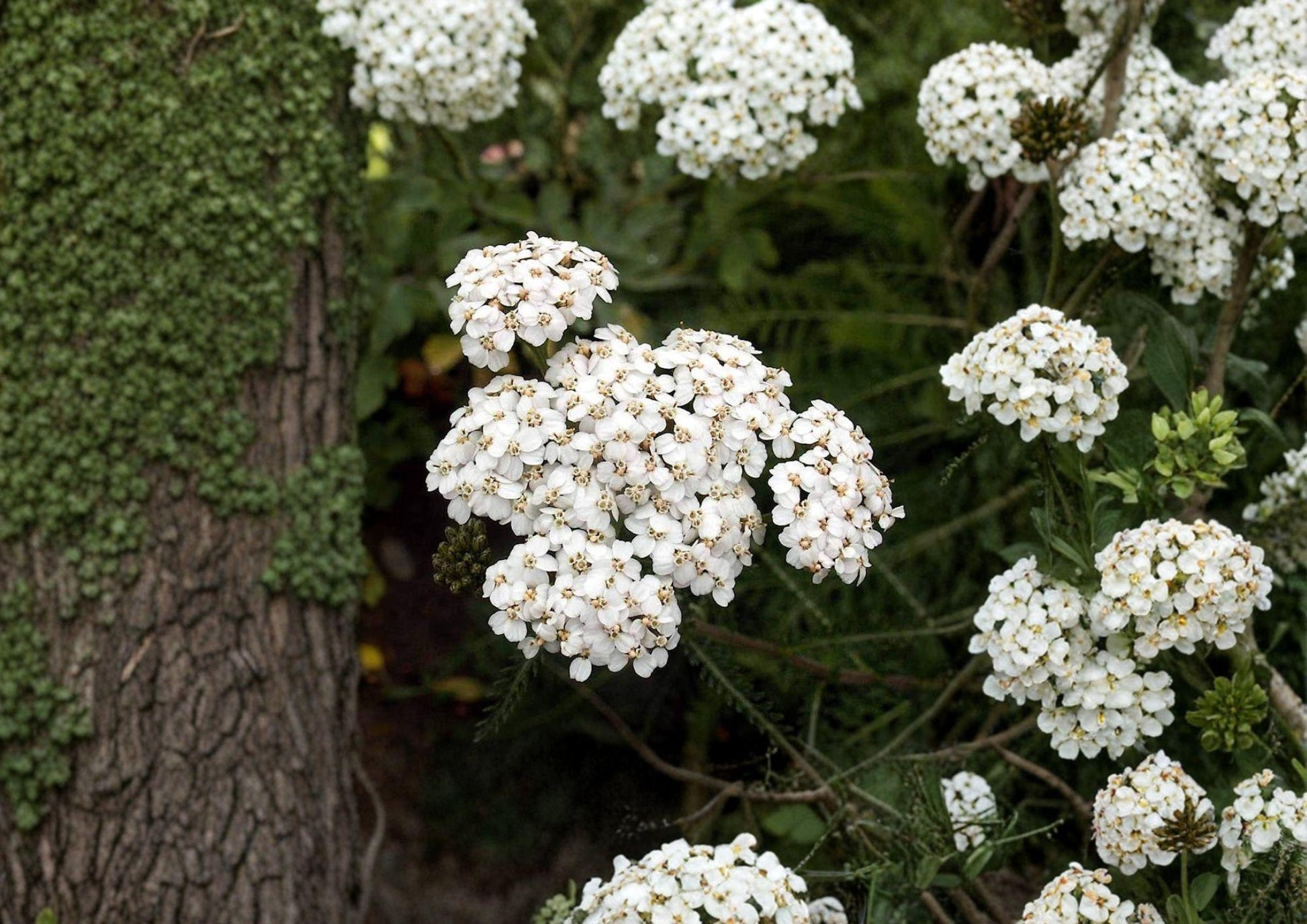 White Yarrow Seeds, Achillea millefolium, Perennial Wildflower, Pollinator Friendly, Medicinal Herb, Non-GMO, 2000+ Seeds