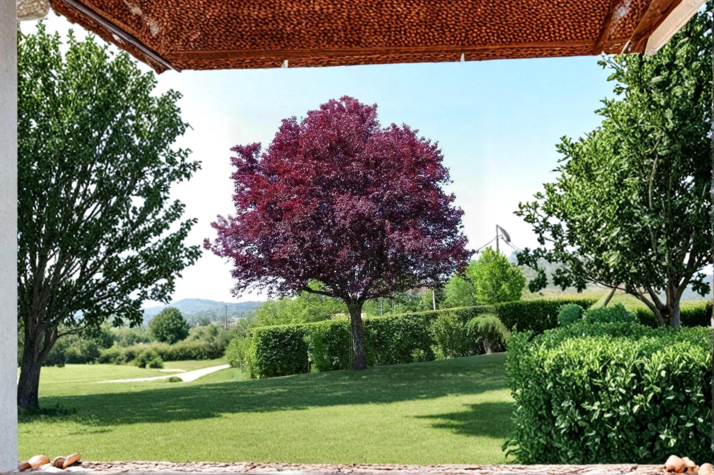 Cistena Plum Live Trees 2 ft Tall | Purple Leaf Ornamental Tree | Prunus × cistena | Pink Spring Blossoms