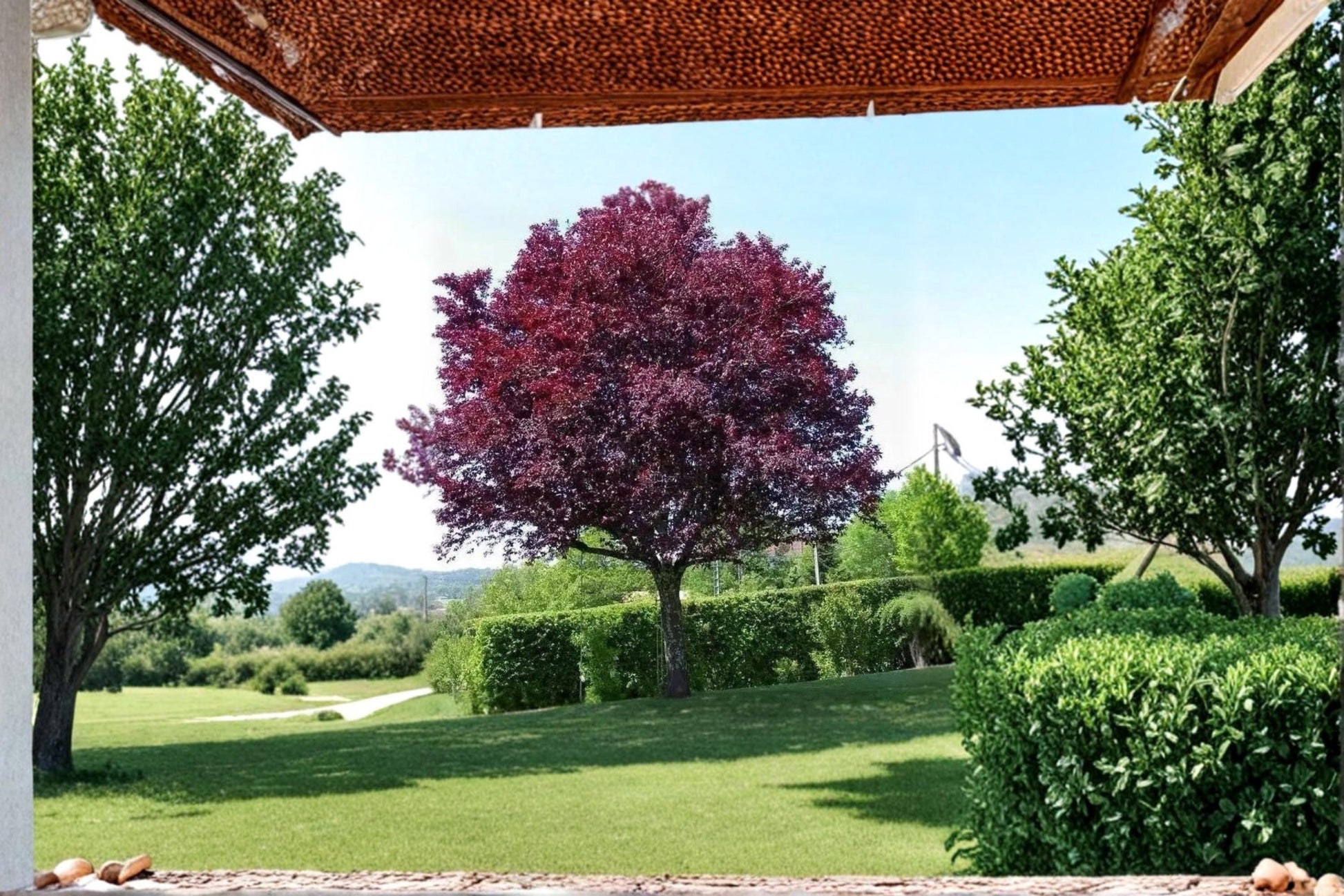 Cistena Plum Live Trees 2 ft Tall | Purple Leaf Ornamental Tree | Prunus × cistena | Pink Spring Blossoms