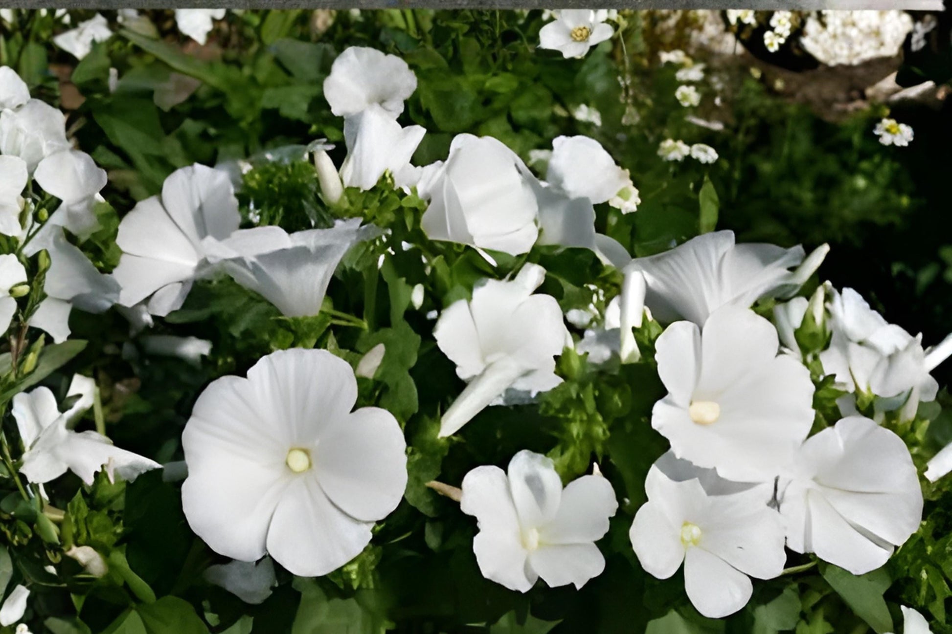 Dwarf White Mallow Seeds (Lavatera trimestris) – Compact Flowering Plant for Borders & Containers
