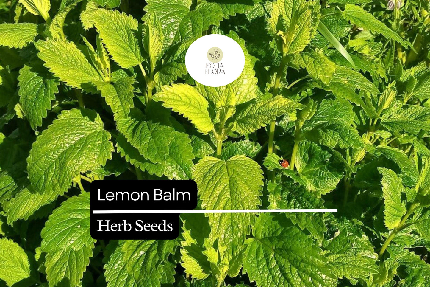 Lemon Balm Seeds – 100 Melissa officinalis Perennial Herb for Herb Gardens & Containers